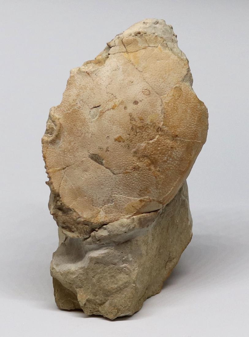 Fossil: Harpactocarcinus punctulatus (1 of 2)