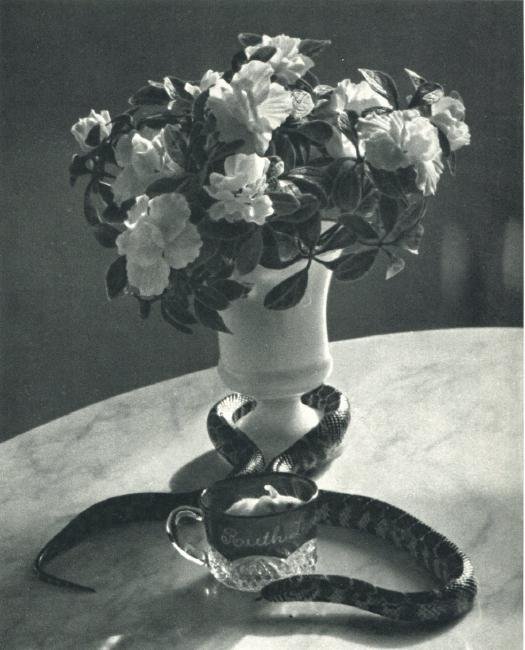 ANDRE KERTESZ - Still Life with Snake. NYC 1960: Artist: ANDRE KERTESZ Print Title: Still Life with Snake. NYC 1960 Medium: Sheet-Fed Gravure Printed in 1972 by Braun - Mulhaus - France Image size (inches) approx. 6.5 x 8" Andre Kertesz, born Kertes