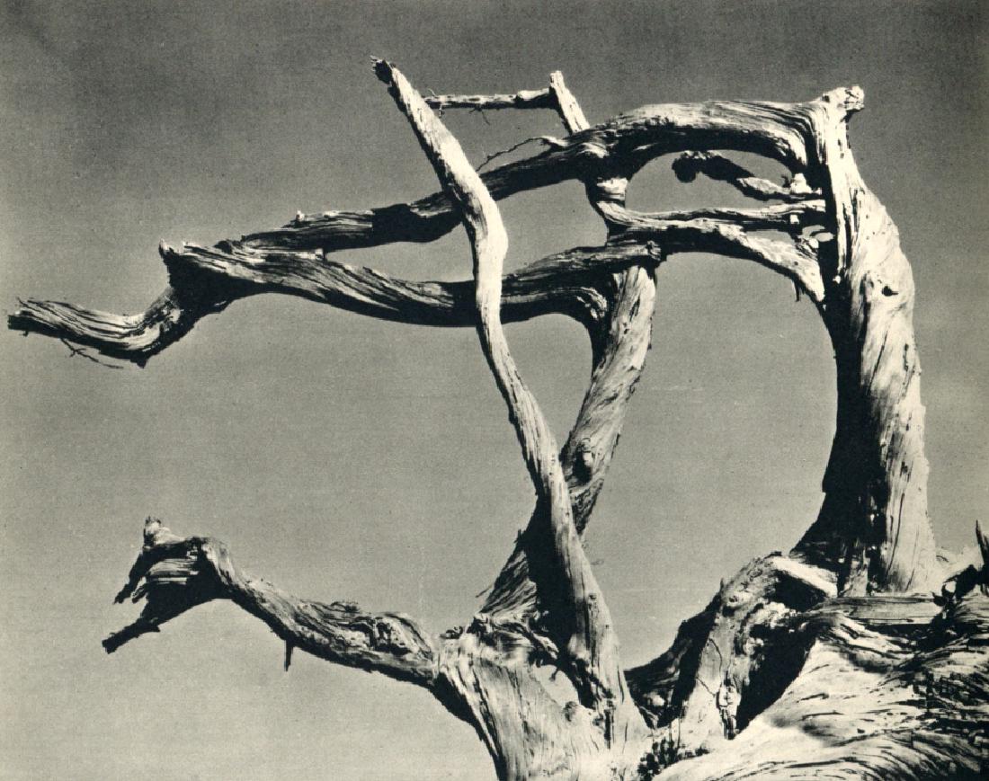 EDWARD WESTON - Cypress, Point Lobos, CA: Artist: EDWARD WESTON Print Title: Cypress, Point Lobos, CA Medium: Sheet-Fed Gravure Printing Date: 1934 Printed in England Image Size: 6.5" X 5" Edward Weston was a 20th-century American photographe