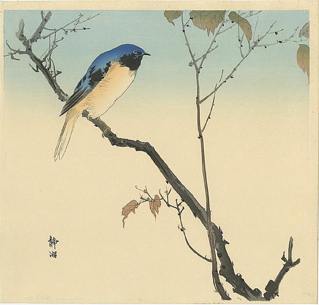 Seiko Okuhara Woodblock Bluebird Perched on a Branch: Artist: Seiko Okuhara Title: Bluebird Perched on a Branch Publisher: Kawaguchi Date: c. 1930 Medium: Japanese woodblock print Size: 11.25 x 11 inches Provenance: from the estate of Robert O. Muller. A