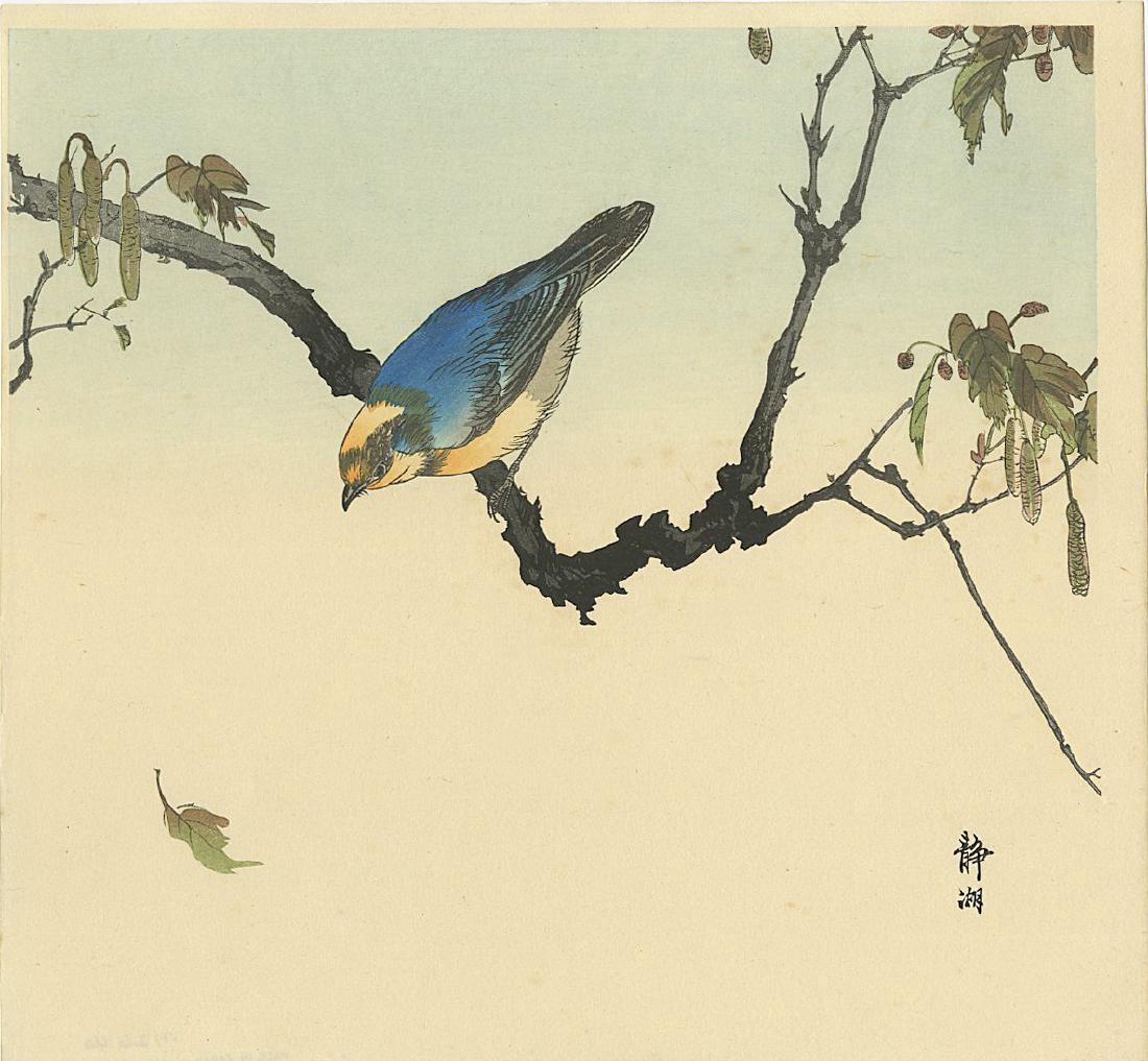 Seiko Okuhara Woodblock Varied Tit About to Fly: Artist: Seiko Okuhara Title: Varied Tit About to Fly Publisher: Kawaguchi Date: c. 1930 Medium: Japanese woodblock print Size: 11.25 x 11 inches Provenance: from the estate of Robert O. Muller. A blue