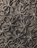 KARL BLOSSFELDT - Chrysanthemum parthenium