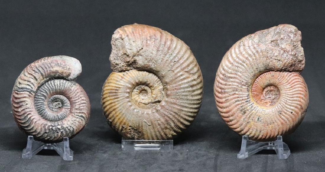 3 jurassic fossil ammonites : Hammatoceras - (1 of 5)