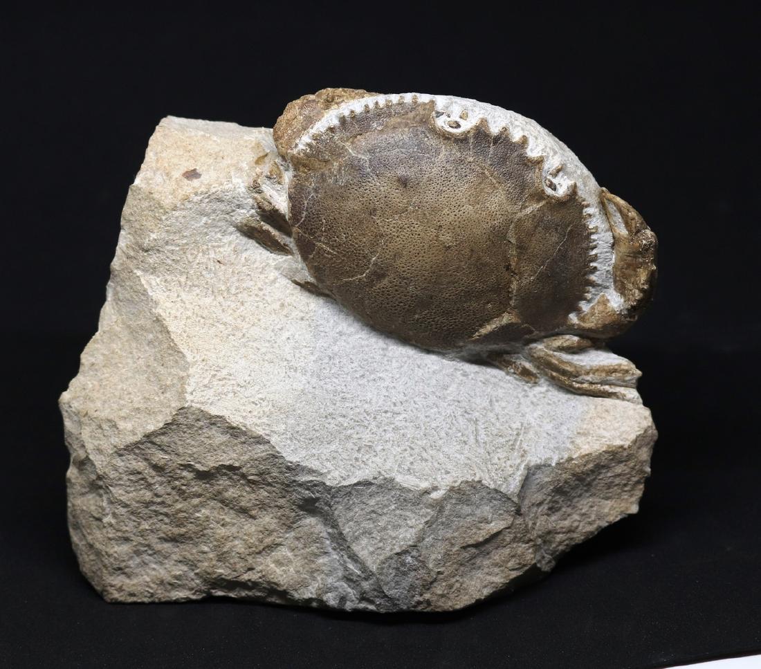 Fossil crab : Harpactocarcinus punctulatus (1 of 5)