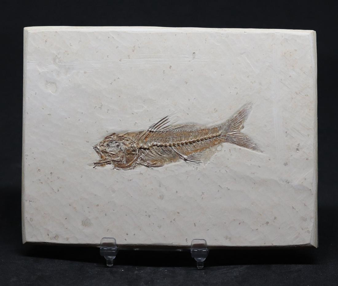 Fossil fish : Dapalis macrurus (1 of 2)