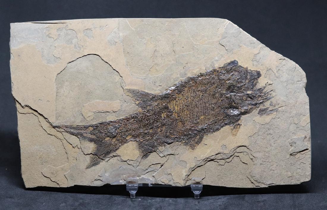 Paleozoic fossil fish : Paramblypterus duvernoyi (1 of 2)