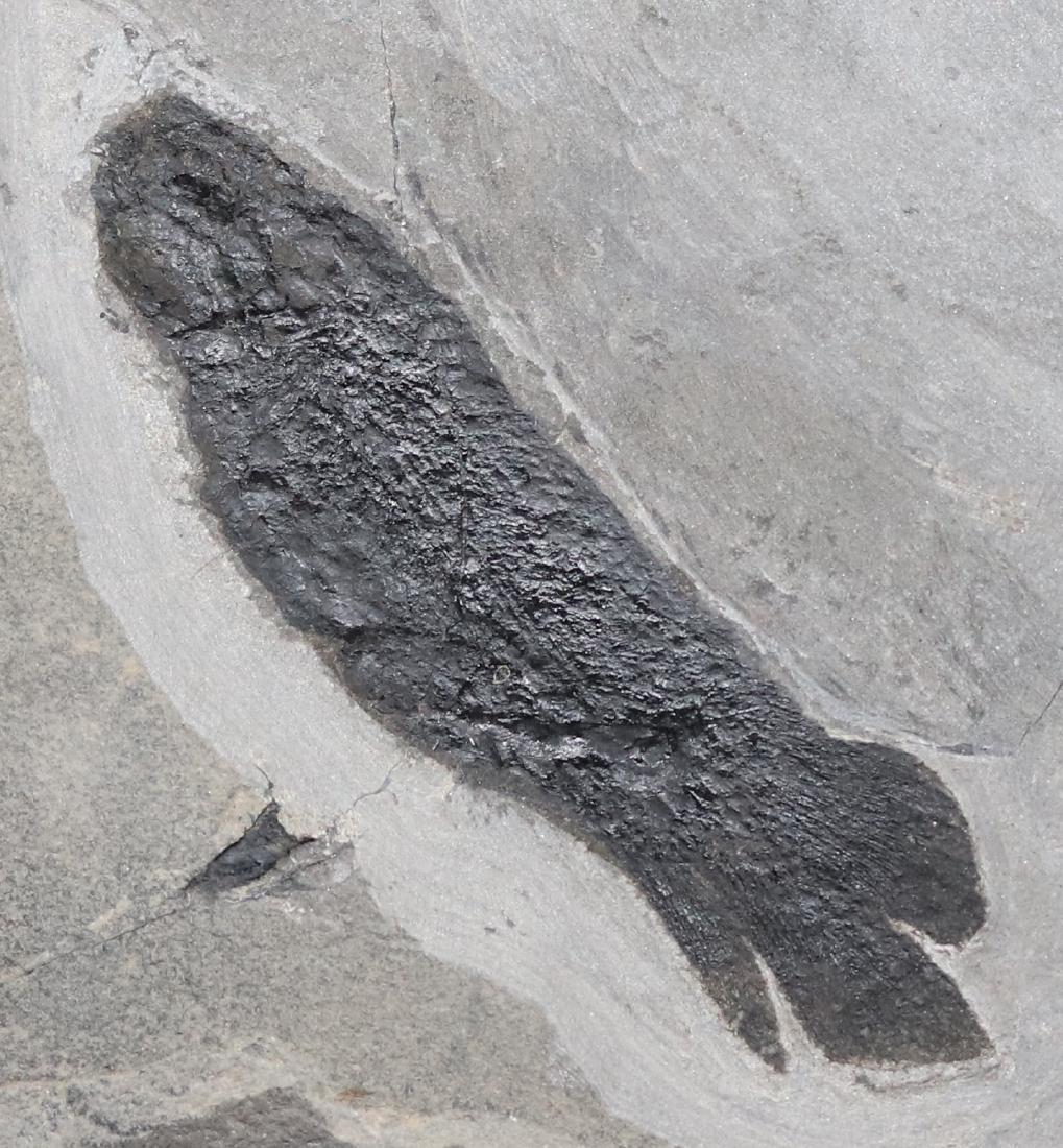 Paleozoic lungfish fossil : Pentlandia macroptera (1 of 2)