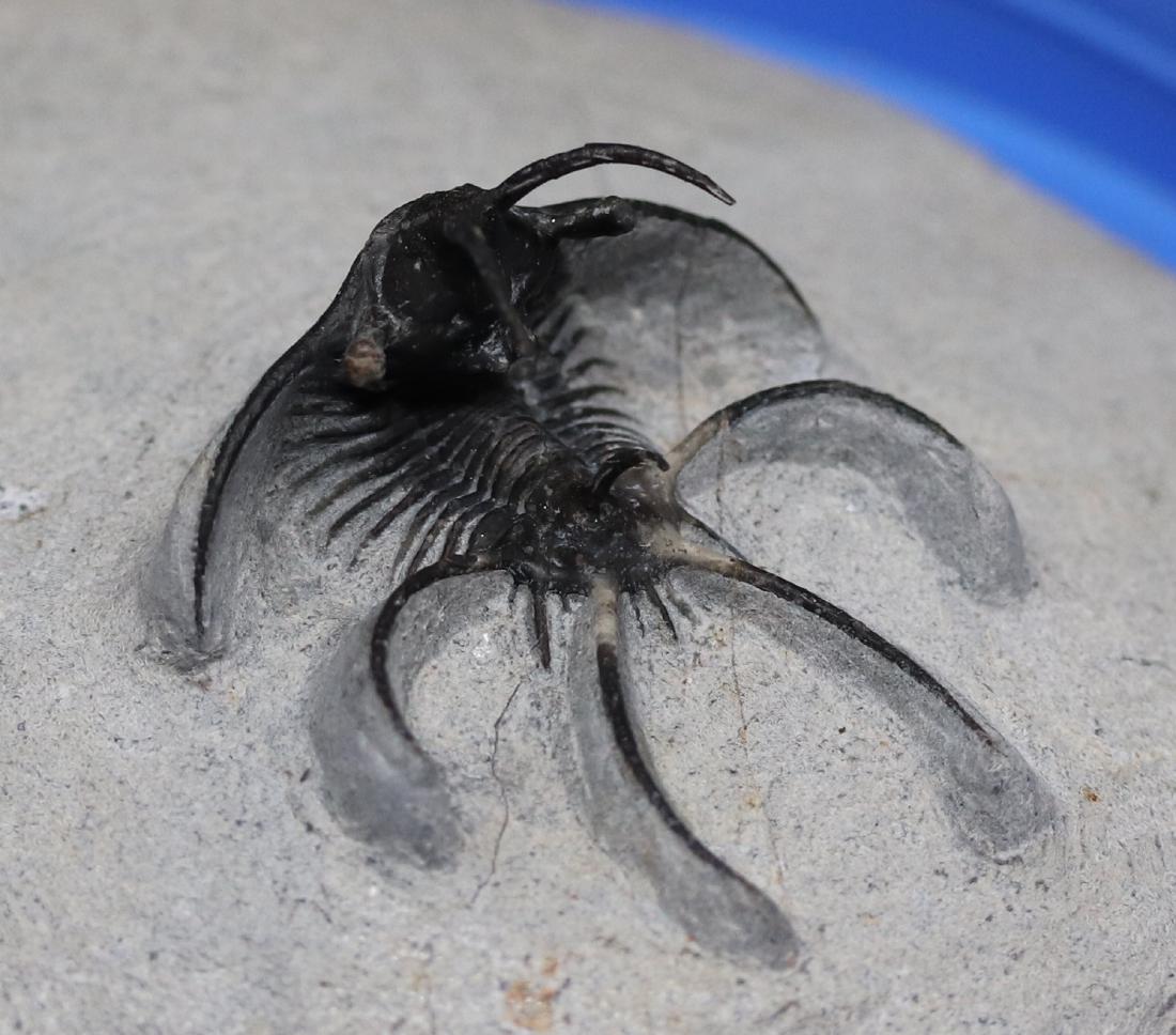 Fossil trilobite : Ceratarges aries (1 of 7)