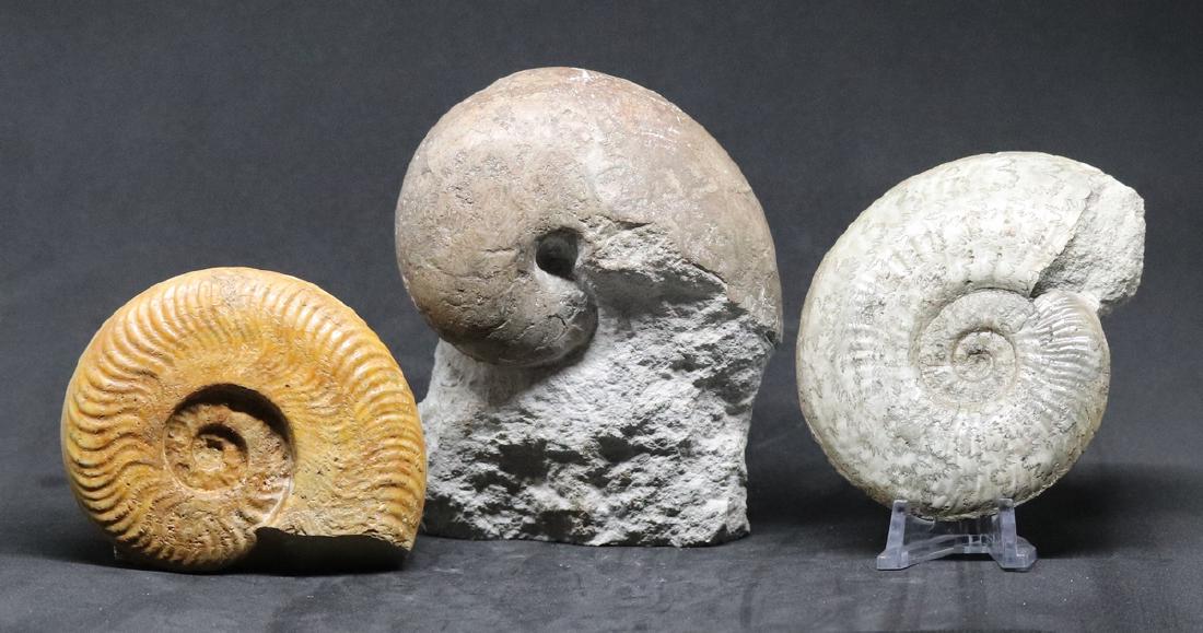 3 jurassic fossils : two ammonites and a nautiloïd (1 of 5)