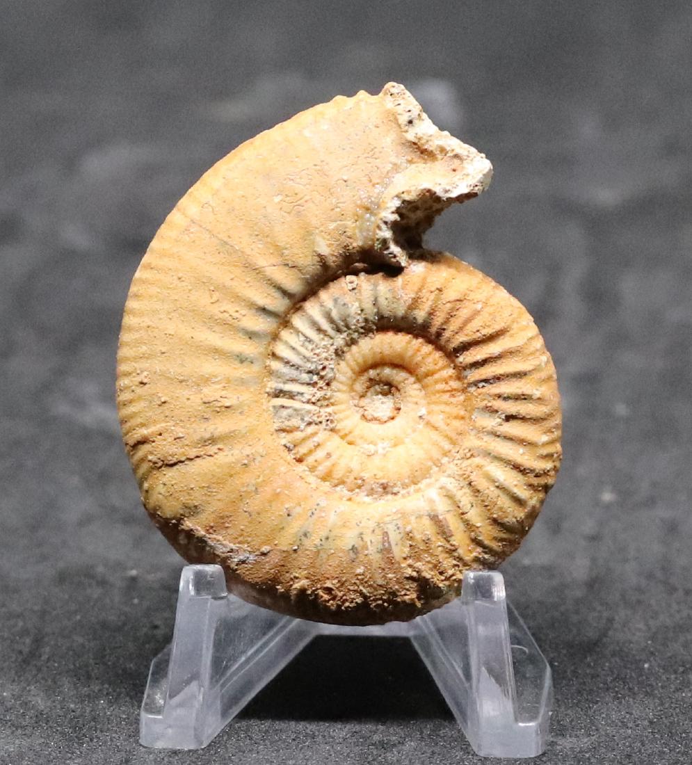 Fossil ammonite with lappet French Ammonite Fossil Mounted as a