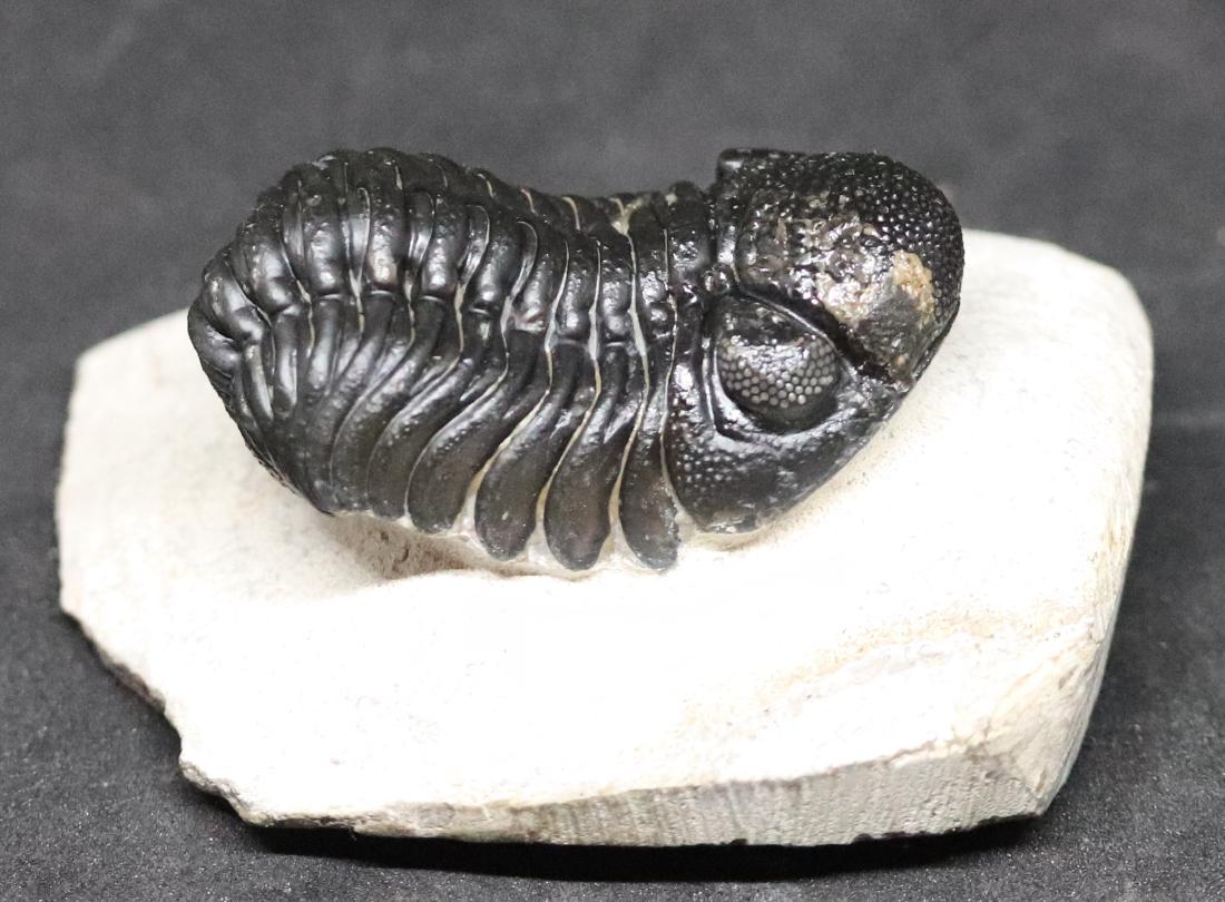 Fossil trilobite : Barrandeops granulops (1 of 7)