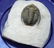 Fossil trilobite : Diademaproetus antatlasius - 10