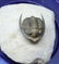 Fossil trilobite : Diademaproetus antatlasius - 6