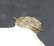 Fossil trilobite : Diademaproetus antatlasius - 8