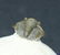 Fossil trilobite : Diademaproetus antatlasius - 9