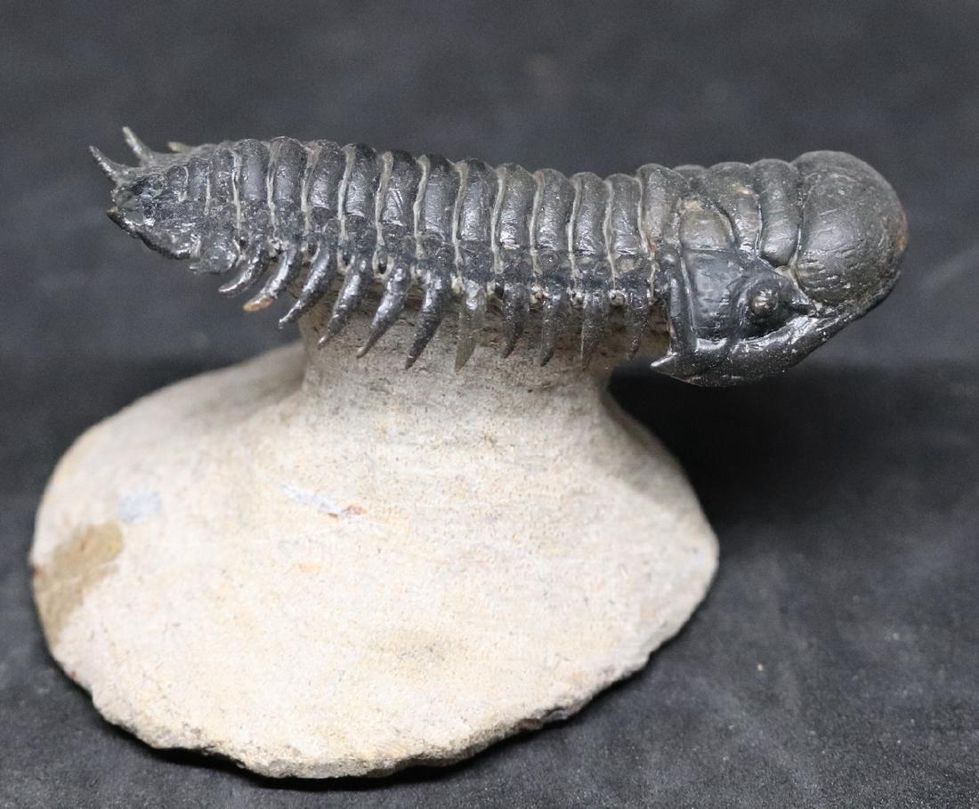 Fossil trilobite : Crotalocephalus gibbus (1 of 9)