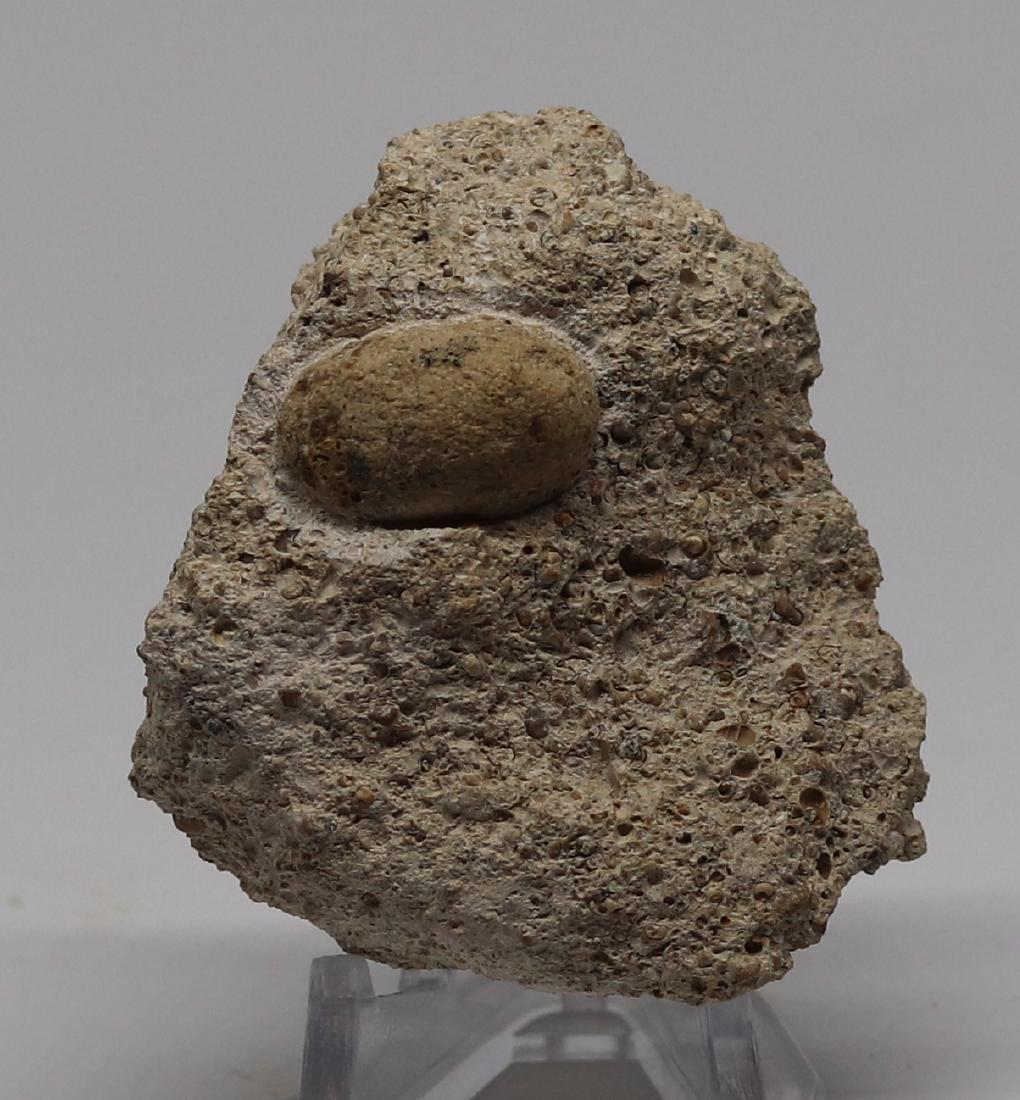 Fossil snake egg : Ophidienovum (1 of 2)