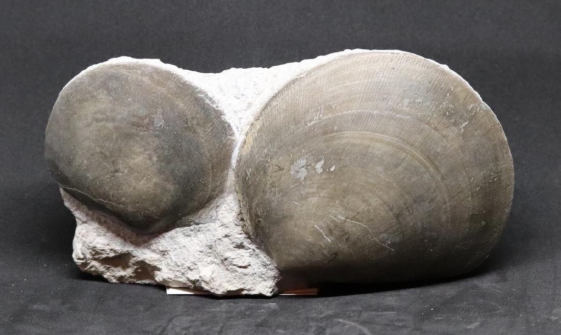 Jurassic fossil shell : Plagiostoma gigantea (1 of 3)