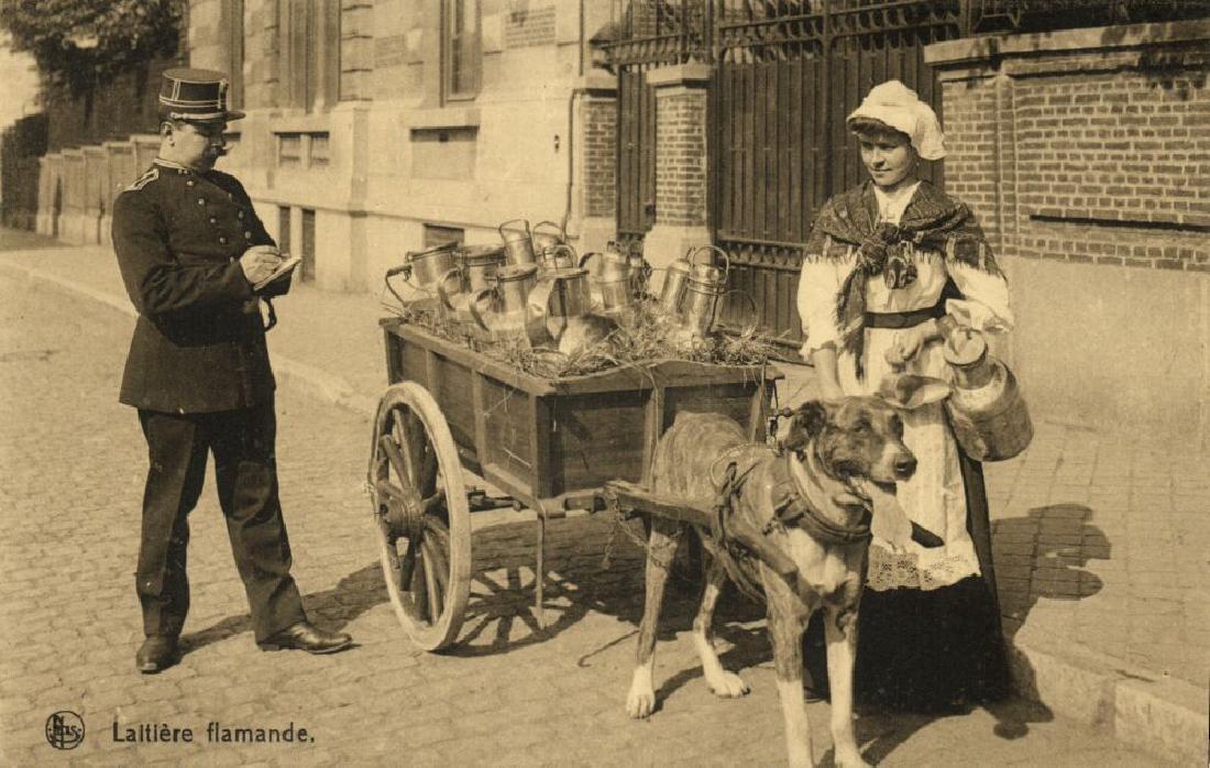 Lot of 8 Postcards of Dog Cart, Working Dogs: Nice lot of 8 standard sized Postcards of Dog Carts that were used by sellers of Milk, Vegetables, also. No Reserve: This lot starts at $1 and has no reserve as a courtesy so that collectors can deter