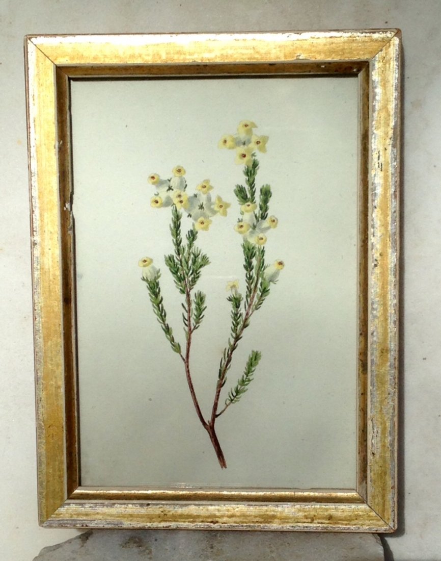 Hand Colored Engraving Circa 1802s (1 of 2)