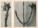 KARL BLOSSFELDT - Picea excelsa