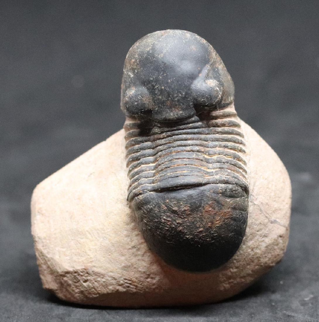 Fossil trilobite : Paralejurus rehamnanus (1 of 4)