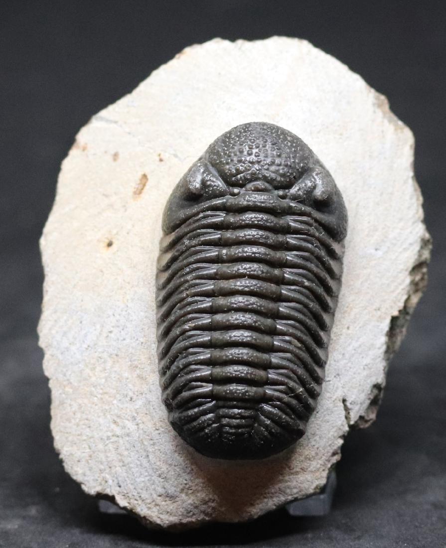 Fossil trilobite : Morocops granulops (1 of 4)