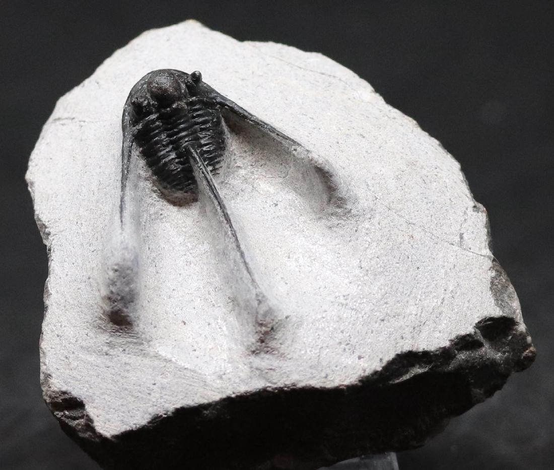 Fossil trilobite : Cyphaspis boutscharafinense (1 of 2)