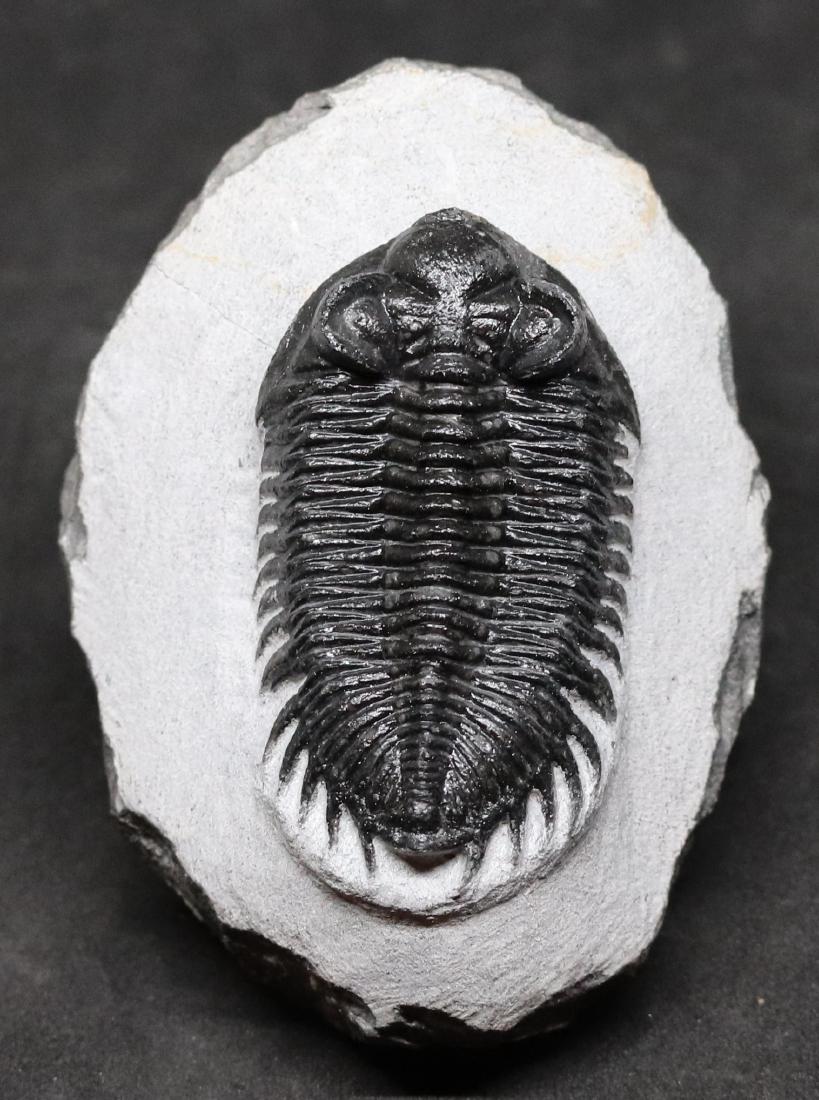 Tower eyes fossil trilobite : Coltraneia oufatensis (1 of 5)