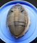 Flying fossil trilobite : Spinodontochile spinifera