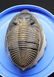 Flying fossil trilobite : Spinodontochile spinifera - 2