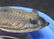 Flying fossil trilobite : Spinodontochile spinifera - 4