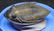 Flying fossil trilobite : Spinodontochile spinifera - 5