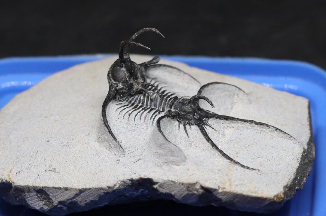 Fossil trilobite :  Ceratarges aries (1 of 5)