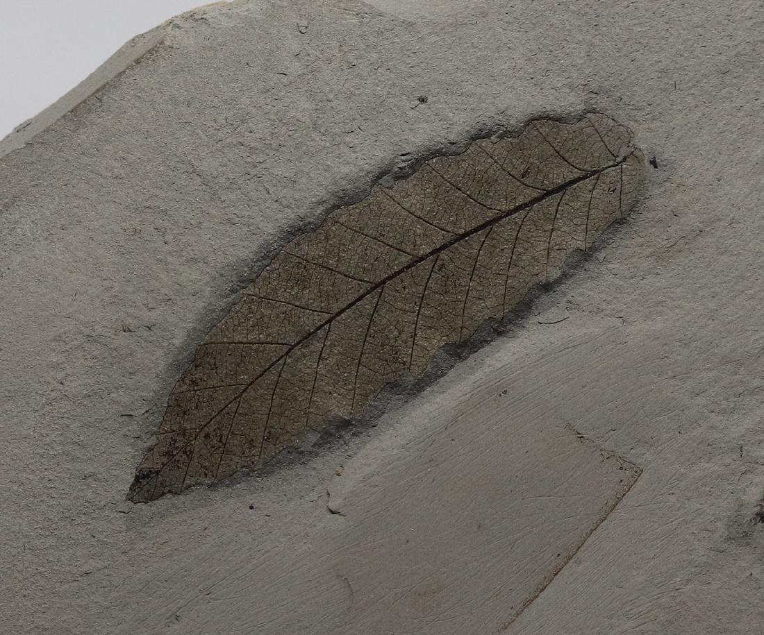 Detailed fossil leaf : Cedrelospermum nervosum (1 of 2)