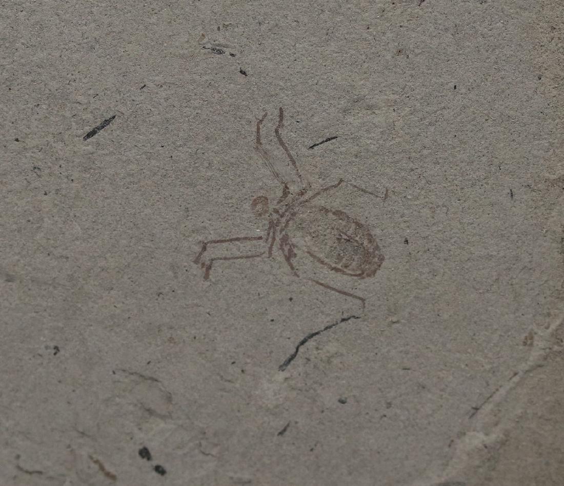 Extremely detailed fossil insect : Libellula doris (1 of 2)