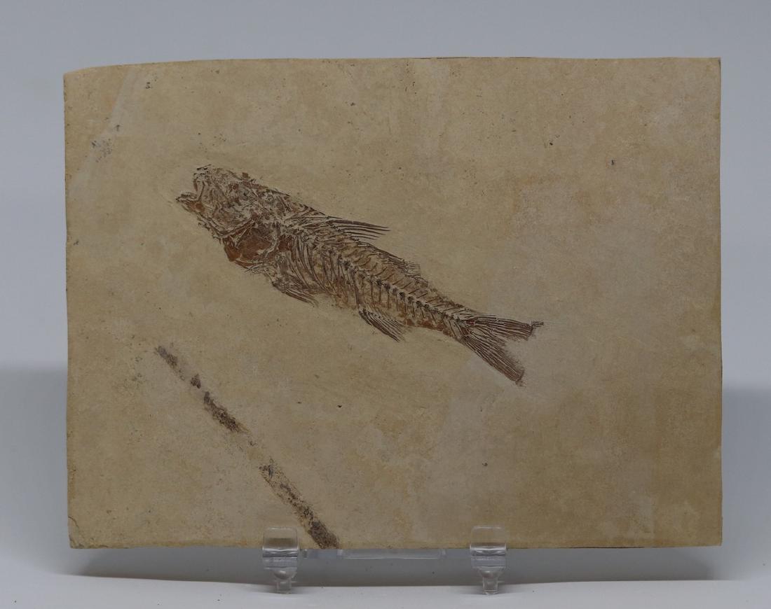 Fossil fish : Dapalis macrurus (1 of 3)