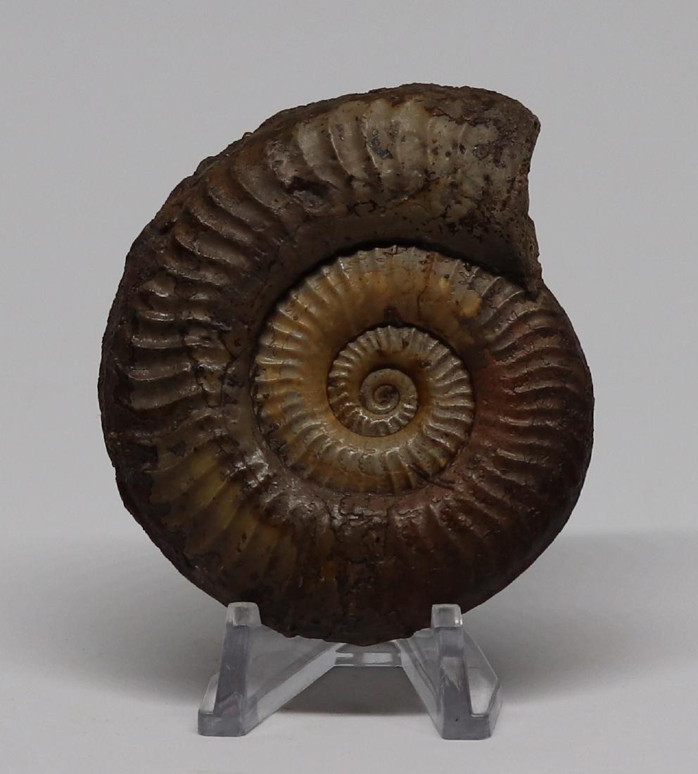 Jurassic fossil ammonite : Grammoceras thouarcense (1 of 2)