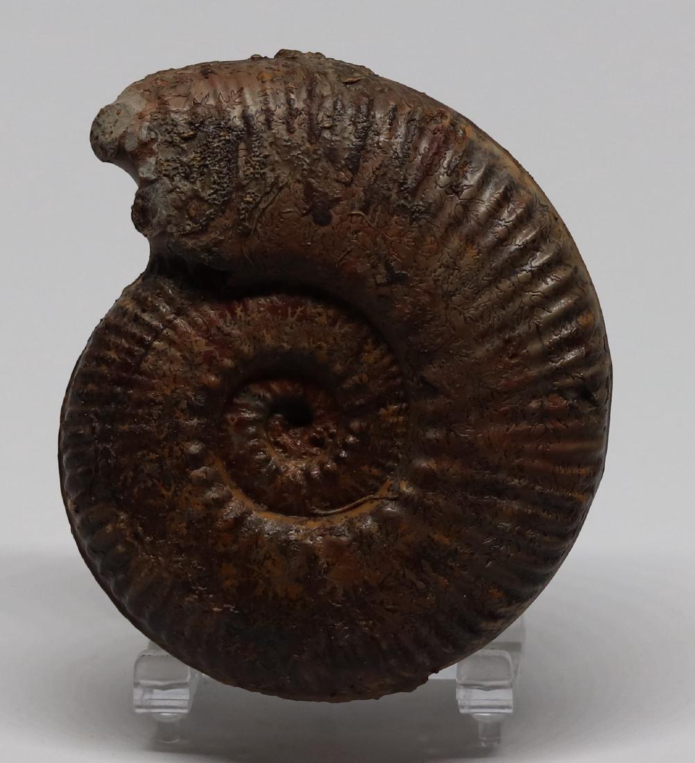 Jurassic fossil ammonite : Hammatoceras speciosum (1 of 1)