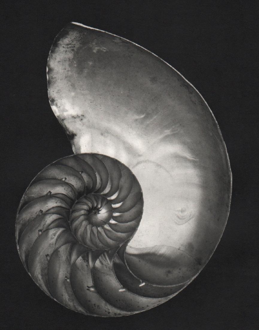 EDWARD WESTON - Nautilus: Artist: EDWARD WESTON Print Title: Nautilus Medium: Sheet-fed Gravure Printing Date: Early 1970s Printed in the USA Image Size: 7 x 9 inches Edward Henry Weston was a 20th-century American photographe
