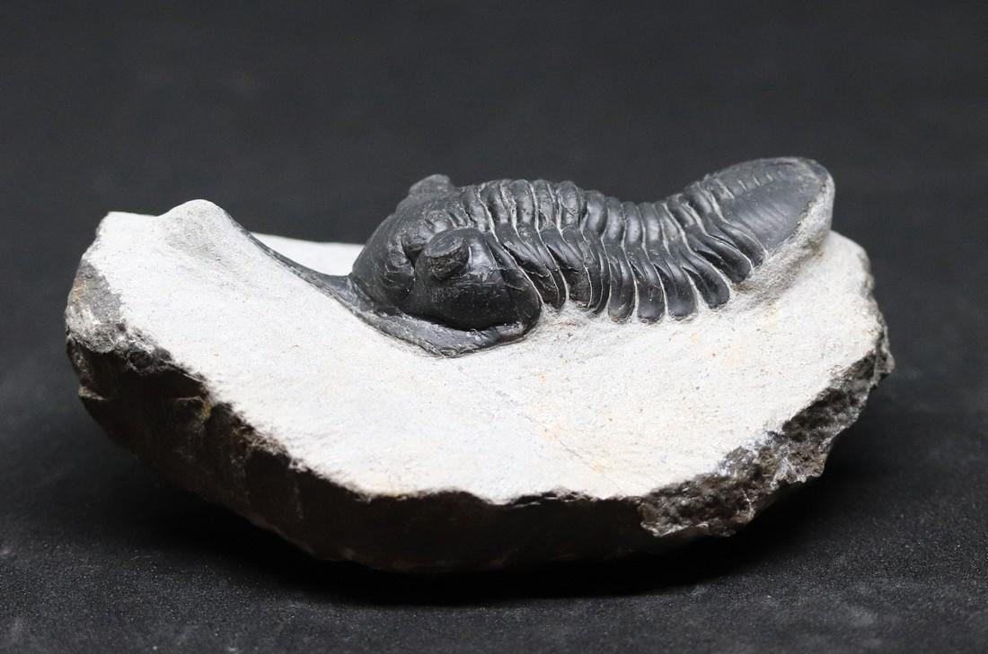 Fossil trilobite : Morocconites maladoides (1 of 3)