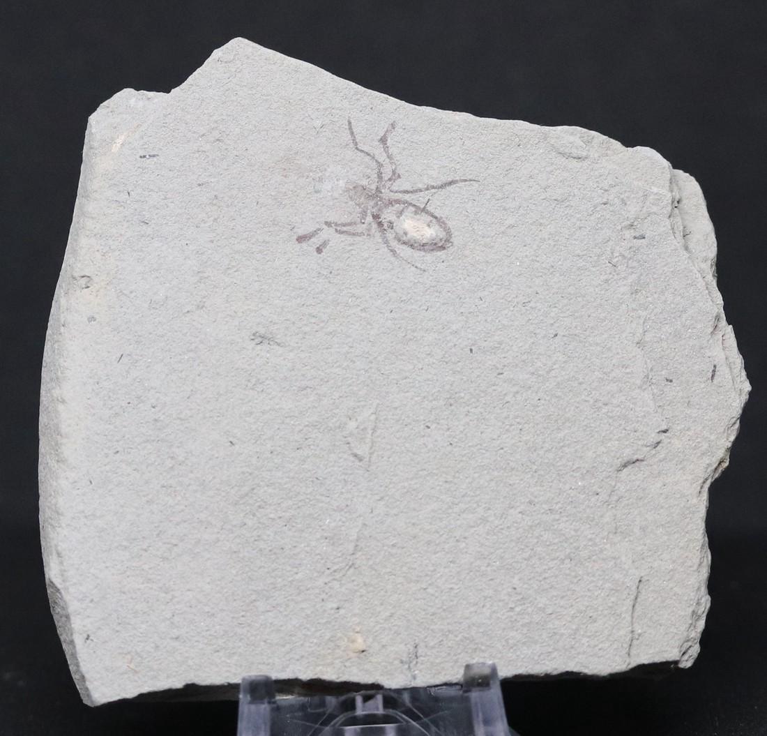 Extremely detailed fossil insect : Libellula doris (1 of 3)