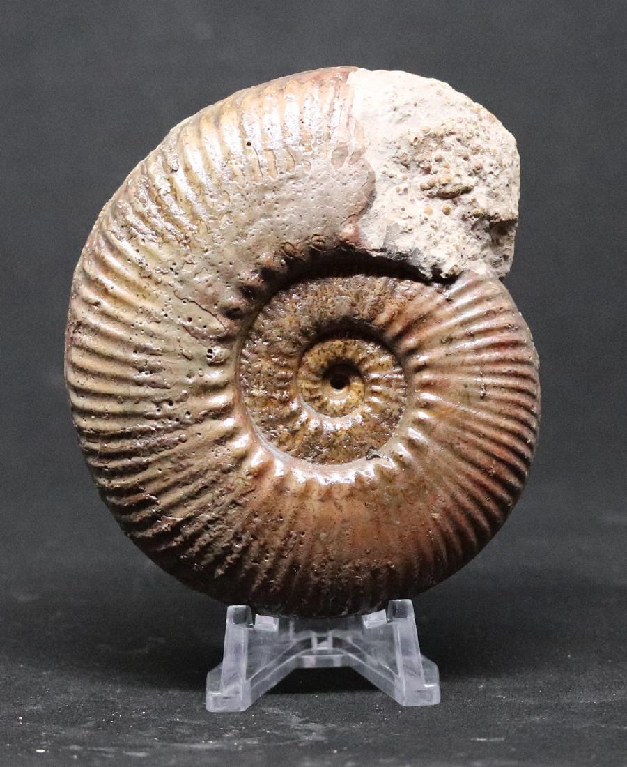 Jurassic fossil ammonite : Hammatoceras French Ammonite Fossil Mounted as a