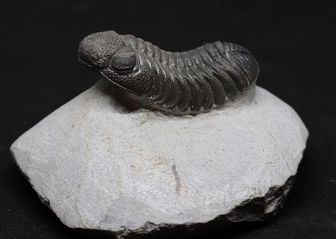 Fossil trilobite : Morocops granulops (1 of 4)
