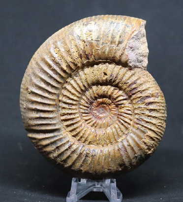 jasper52 fossilized ammonites eggs