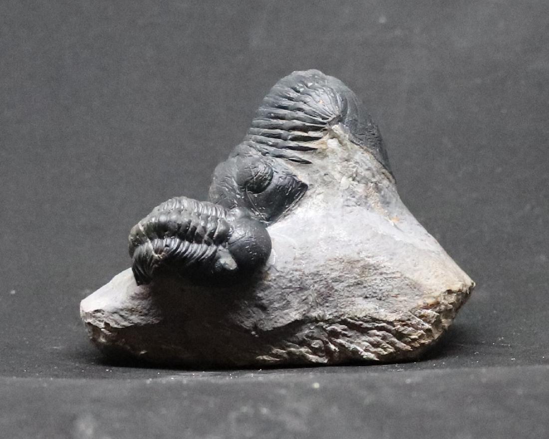 Natural double trilobite : Paralejurus + Barrandeops (1 of 4)