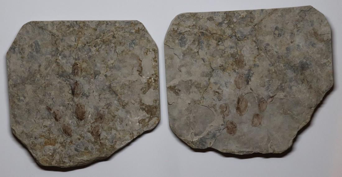 Dinosaur track - Positive + Negative impressions (1 of 3)