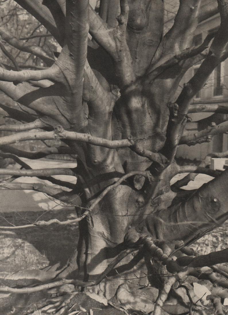ALBERT RENGER-PATZSCH - German Blood Beech Tree: Artist:.ALBERT RENGER-PATZSCH Print Title: German Blood Beech Tree Medium: Photoengraving Printed 1928 in Germany Image size (inches) approx. 8.5 x 6” No Reserve: This lot starts at $1 and has no re