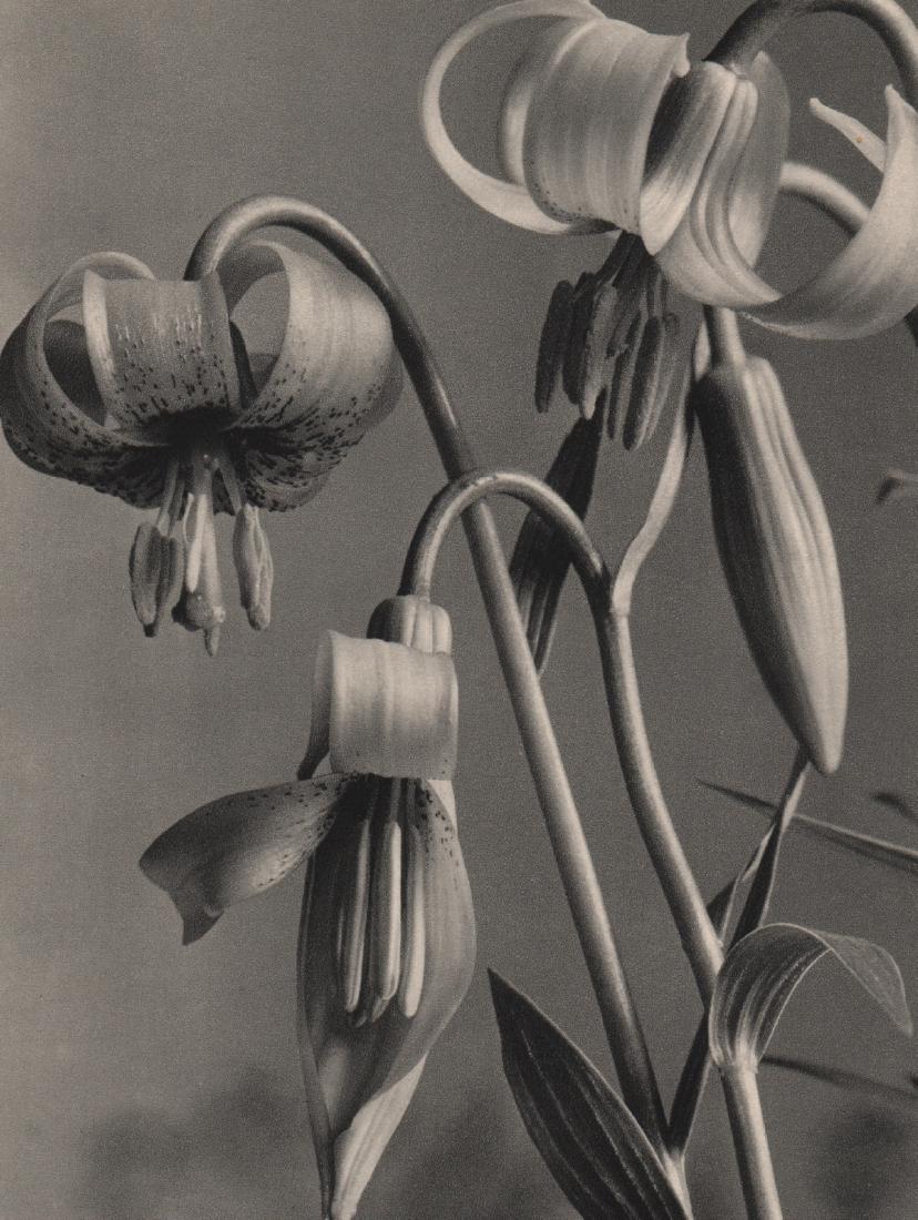 KAREL SMIROUS - Lilium Carniolicum: Artist: KAREL SMIROUS Print Title: Lilium Carniolicum Medium: Sheet-fed Gravure Printing Date: 1938 Printing Location: Czechoslovakia Image Size: 5.75 x 7.75 inches Karel Šmirous(1890-1981)was Czech 