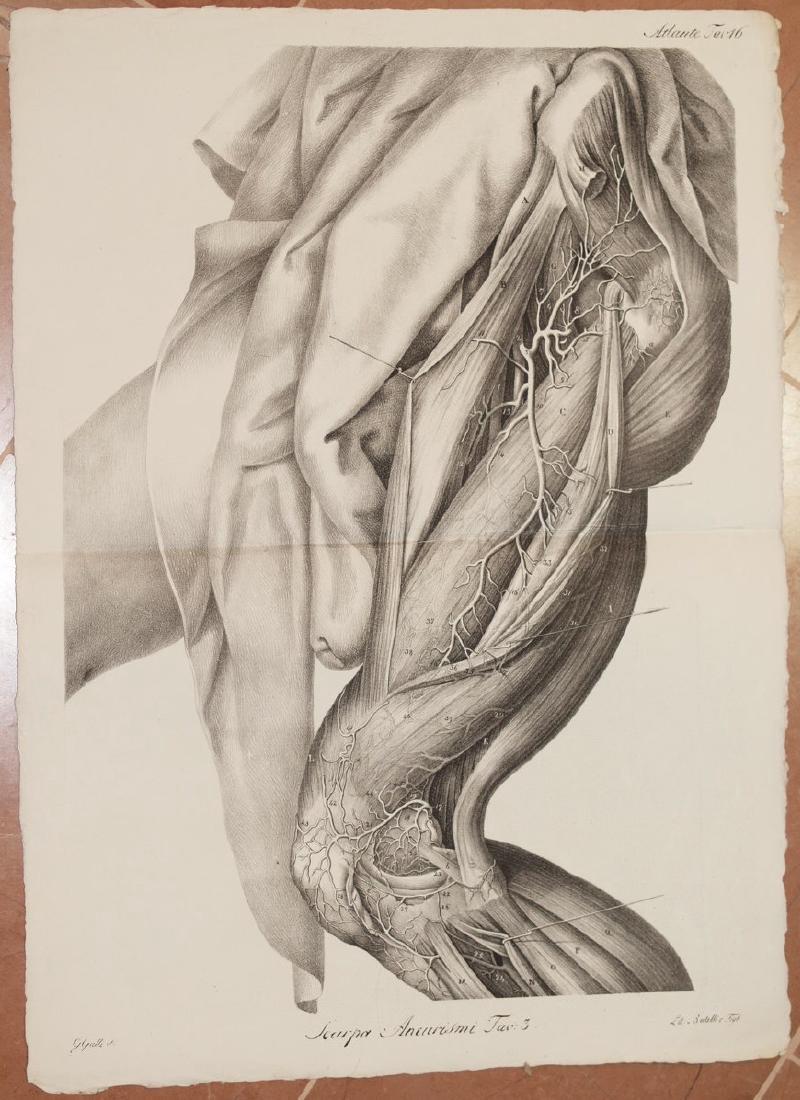 Antonio Scarpa Medicine Lithograph Leg Muscles 1839 (1 of 4)